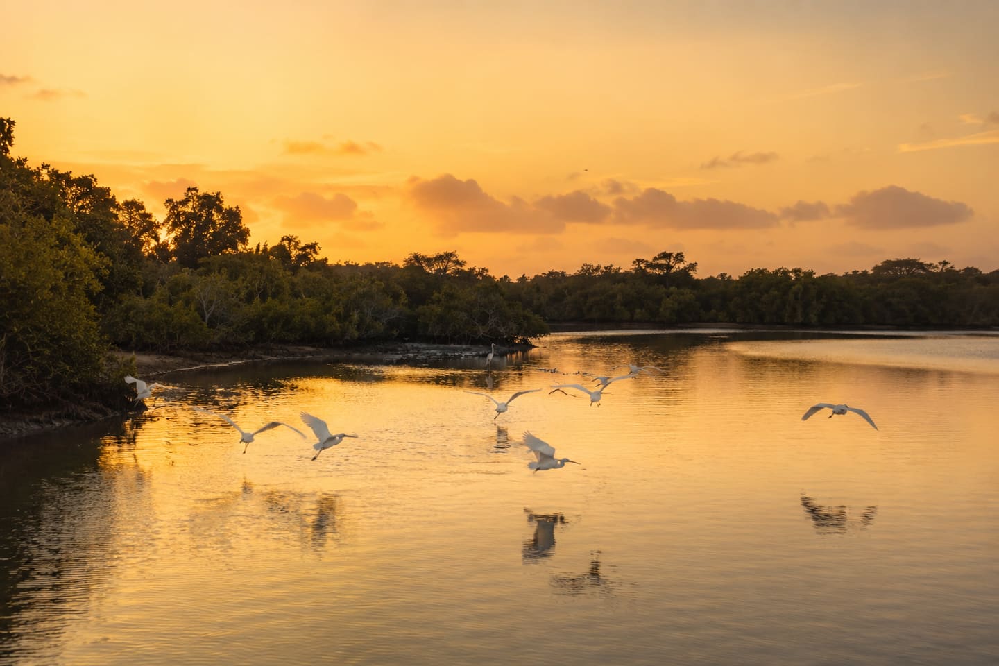 Aigrettes survolant la mangrove de la réserve de la Somone au coucher du soleil.